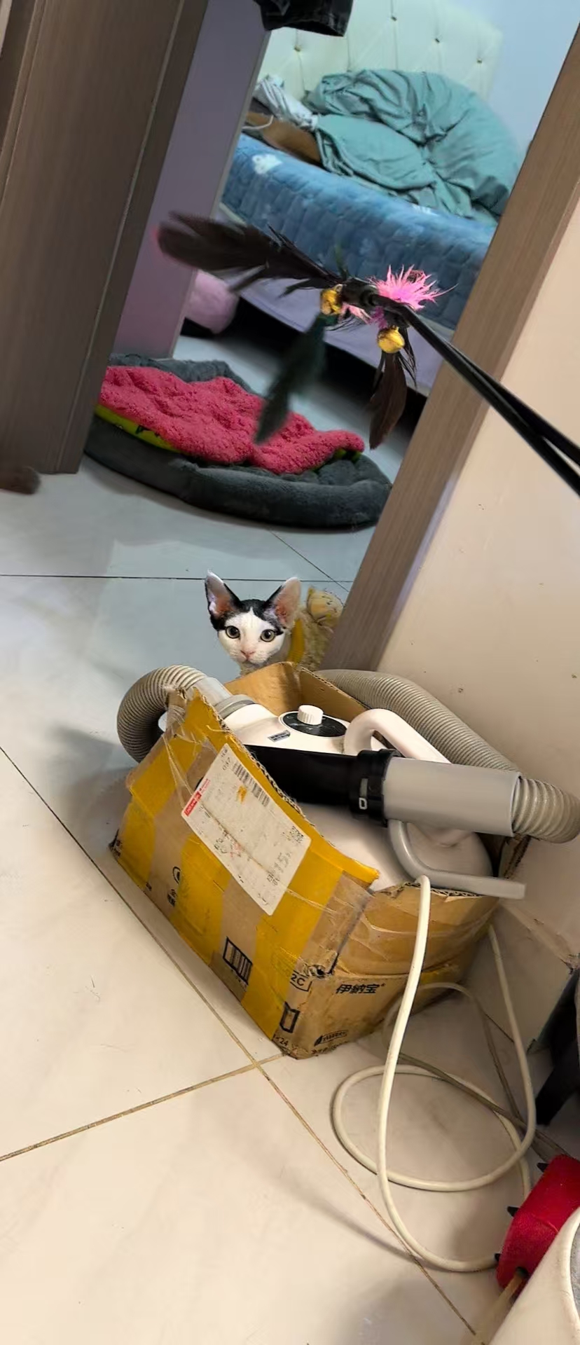 德文妹妹四个月，性格温顺，活泼可爱，450米。